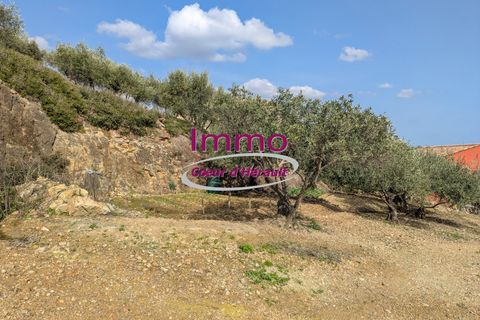 Terra a Peret, Herault, Peret - € 250.000 | Ref: 343082292 - foto 4
