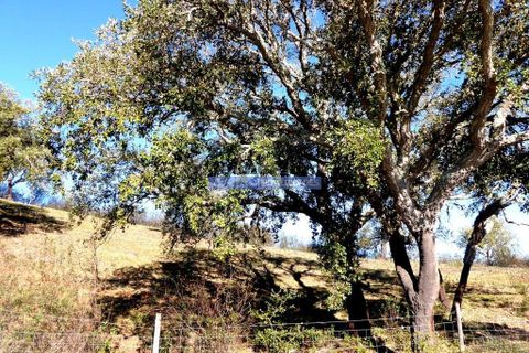 Terra a Almodovar, Beja, Almodovar - € 620.000 | Ref: 9970_T - foto 5