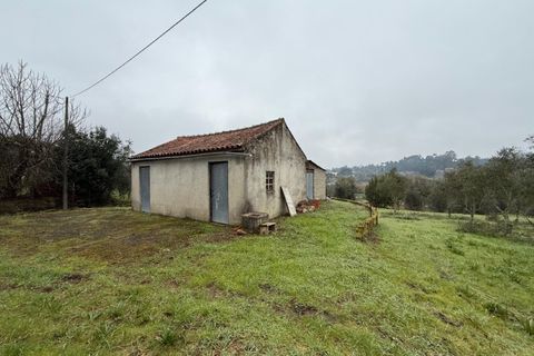 Terra a Carregal do Sal, Viseu, Carregal do Sal - € 50.000 | Ref: SALI0271 - foto 3