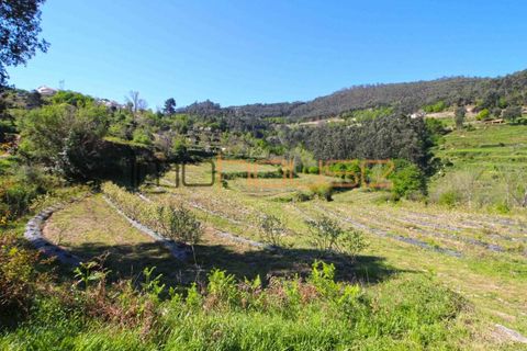 Farm i Cinfaes, Viseu, Cinfaes - € 225.000 | Ref: 00844FR - foto 20