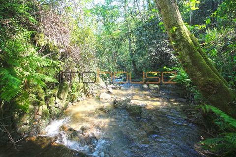Farm i Cinfaes, Viseu, Cinfaes - € 225.000 | Ref: 00844FR - foto 27