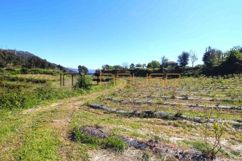 Farm i Cinfaes, Viseu, Cinfaes - € 225.000 | Ref: 00844FR - foto 29