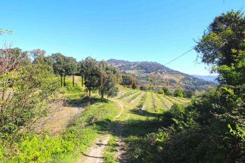 Farm i Cinfaes, Viseu, Cinfaes - € 225.000 | Ref: 00844FR - foto 31