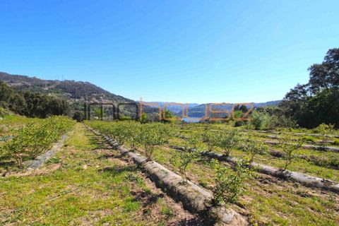Farm i Cinfaes, Viseu, Cinfaes - € 225.000 | Ref: 00844FR - foto 32