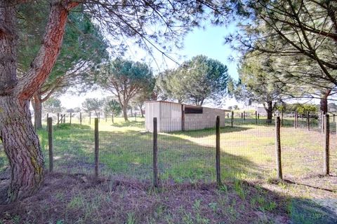 Farm i Coruche, Santarem, Coruche - € 780.000 | Ref: QUIMAZ001 - foto 40