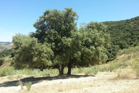 Helårsgrund i Guadix, Granada, Guadix - € 6.500.000 | Ref: R3895873 - foto 6