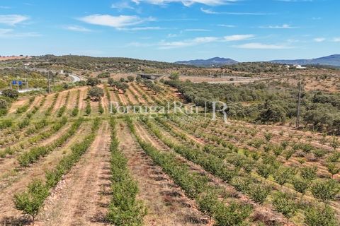 Terra a Estremoz, Evora, Estremoz - € 220.000 | Ref: FG212 - foto 4