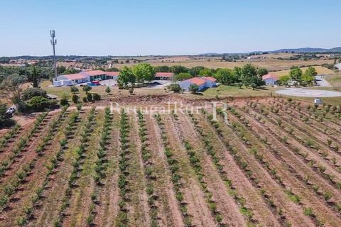 Terra a Estremoz, Evora, Estremoz - € 220.000 | Ref: FG212 - foto 6