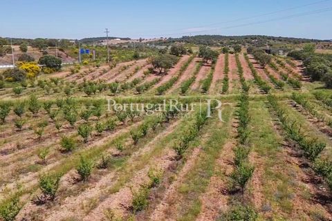 Terra a Estremoz, Evora, Estremoz - € 220.000 | Ref: FG212 - foto 7