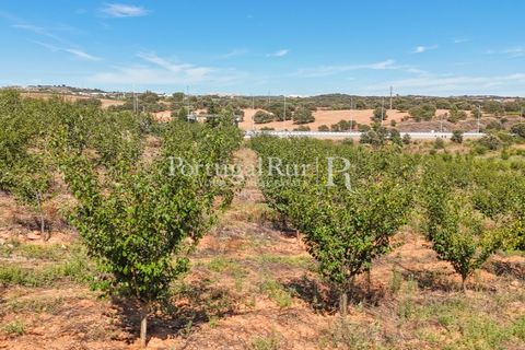 Terra a Estremoz, Evora, Estremoz - € 220.000 | Ref: FG212 - foto 9