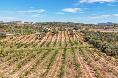 Terra a Estremoz, Evora, Estremoz - € 220.000 | Ref: FG212 - foto 10