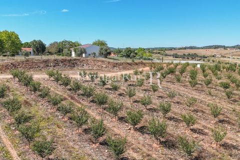 Terra a Estremoz, Evora, Estremoz - € 220.000 | Ref: FG212 - foto 11
