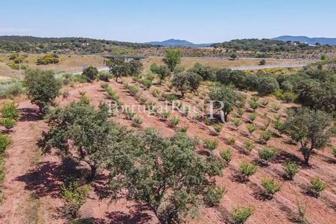 Terra a Estremoz, Evora, Estremoz - € 220.000 | Ref: FG212 - foto 15