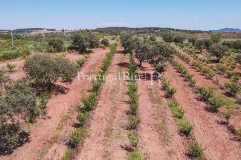 Terra a Estremoz, Evora, Estremoz - € 220.000 | Ref: FG212 - foto 16