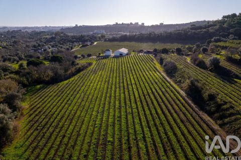 Farm i Setubal, Setubal, Setubal - € 3.900.000 | Ref: 820931 - foto 5