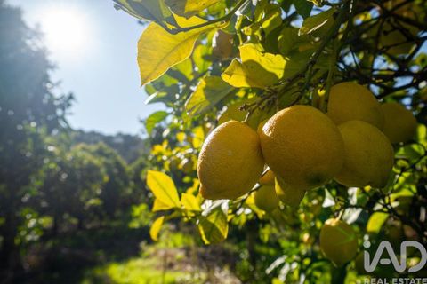 Farm i Setubal, Setubal, Setubal - € 3.900.000 | Ref: 820931 - foto 34