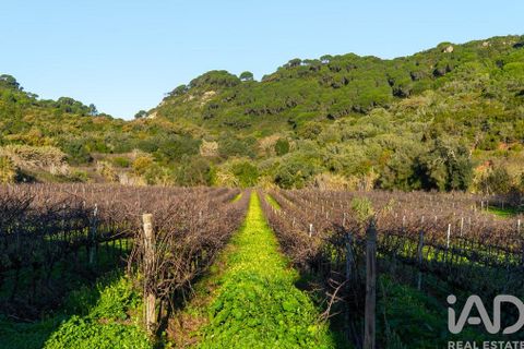 Farm i Setubal, Setubal, Setubal - € 3.900.000 | Ref: 820931 - foto 38