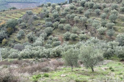 Farm i Armamar, Viseu, Armamar - € 595.000 | Ref: 836425 - foto 6