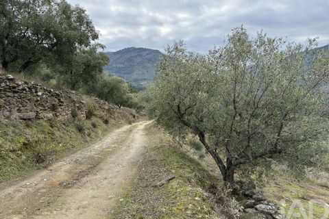 Farm i Armamar, Viseu, Armamar - € 595.000 | Ref: 836425 - foto 9