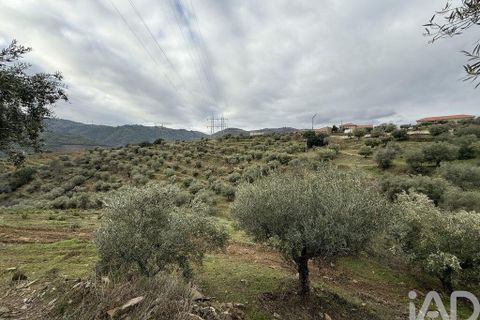 Farm i Armamar, Viseu, Armamar - € 595.000 | Ref: 836425 - foto 18