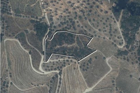 Farm i Armamar, Viseu, Armamar - € 595.000 | Ref: 836425 - foto 21