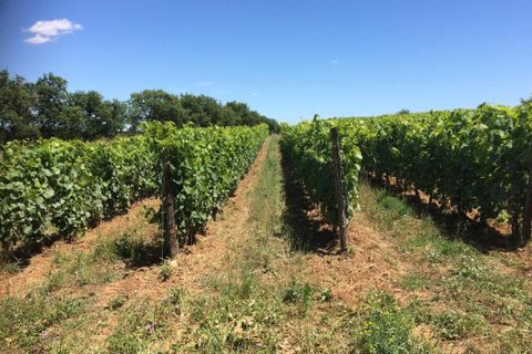 Helårsgrund i Alignan-du-Vent, Herault, Alignan-du-Vent - € 40.000 | Ref: 188855 - foto 4