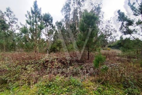 Helårsgrund i Cantanhede, Coimbra, Cantanhede - € 17.025 | Ref: AV6447_V9V12V13 - foto 7