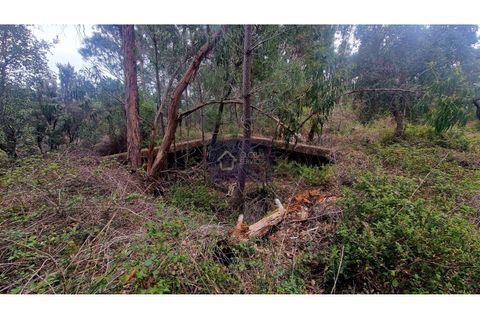 Helårsgrund i Monchique, Faro, Monchique - € 160.000 | Ref: GS17711GC - foto 11