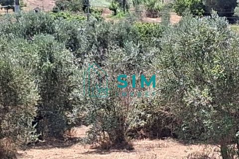 Helårsgrund i Tomar, Santarem, Tomar - € 39.000 | Ref: JR301 - foto 10