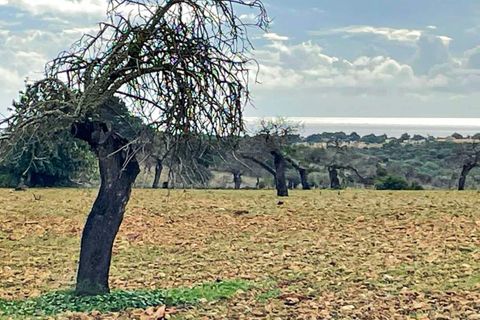 Landejendom i Manacor, Mallorca, Manacor - € 690.000 | Ref: 2614147 - LF0557 - foto 9