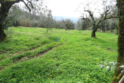 Helårsgrund i Miranda do Corvo, Coimbra, Miranda do Corvo - € 15.000 | Ref: ko2714 - foto 1