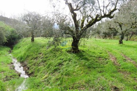 Helårsgrund i Miranda do Corvo, Coimbra, Miranda do Corvo - € 15.000 | Ref: ko2714 - foto 2
