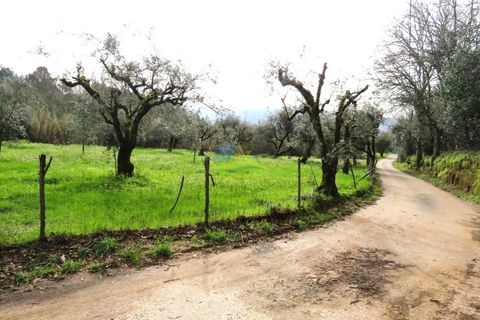 Helårsgrund i Miranda do Corvo, Coimbra, Miranda do Corvo - € 15.000 | Ref: ko2714 - foto 3