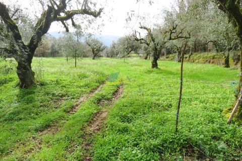Helårsgrund i Miranda do Corvo, Coimbra, Miranda do Corvo - € 15.000 | Ref: ko2714 - foto 9