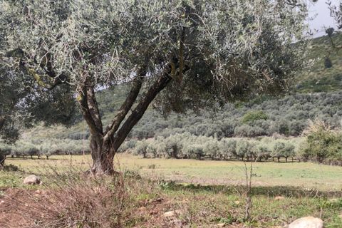 Tomt i Priverno, Latina, Priverno - € 22 500 | Ref: 2171 - foto 4