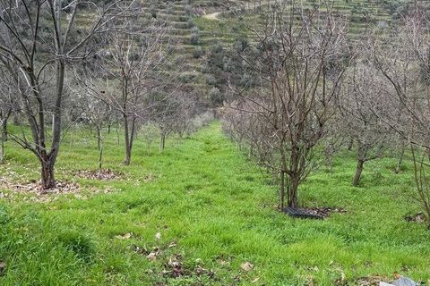 Helårsgrund i Tabuaco, Viseu, Tabuaco - € 63.000 | Ref: 830747 - foto 9