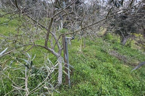 Helårsgrund i Tabuaco, Viseu, Tabuaco - € 63.000 | Ref: 830747 - foto 14