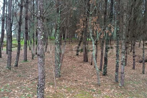 Terra a Seia, Guarda, Seia - € 70.000 | Ref: 382260021 - foto 3