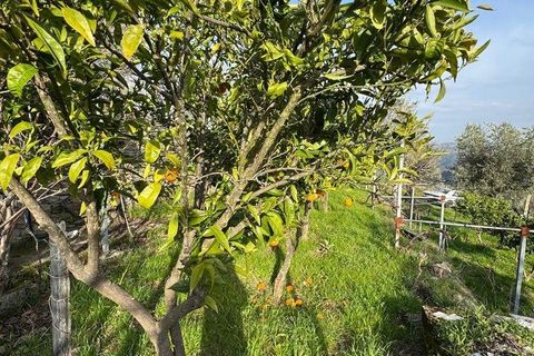 Helårsgrund i Tabuaco, Viseu, Tabuaco - € 43.000 | Ref: 830892 - foto 15