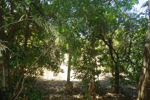 Terra a Casarano, Lecce, Casarano - € 120.000 | Ref: CS-120 - foto 12
