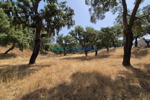 Terra em Abrantes, Santarem, Abrantes - € 117.000 | Ref: ANG1558 - foto 5