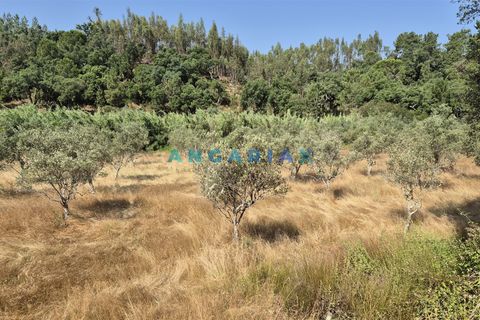 Terra em Abrantes, Santarem, Abrantes - € 117.000 | Ref: ANG1558 - foto 8