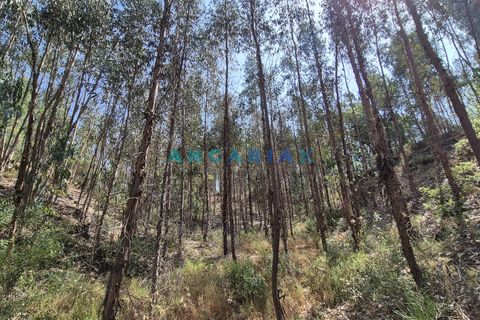 Terra em Abrantes, Santarem, Abrantes - € 117.000 | Ref: ANG1558 - foto 11