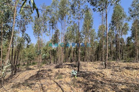 Terra em Abrantes, Santarem, Abrantes - € 117.000 | Ref: ANG1558 - foto 12