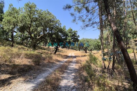Terra em Abrantes, Santarem, Abrantes - € 117.000 | Ref: ANG1558 - foto 13