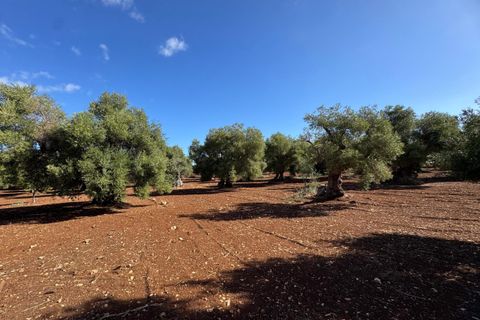 Villa i Ostuni, Brindisi, Ostuni - € 650.000 | Ref: 910 - foto 17