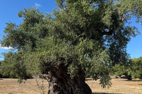 Villa i Ostuni, Brindisi, Ostuni - € 650.000 | Ref: 910 - foto 18