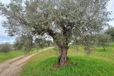 Gårdshus i Serpa, Beja, Serpa - € 300 000 | Ref: 0329 - foto 49