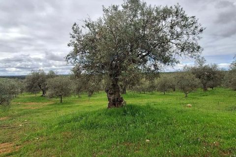 Gårdshus i Serpa, Beja, Serpa - € 300 000 | Ref: 0329 - foto 50