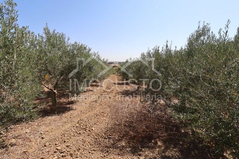 Helårsgrund i Odeleite, Faro, Odeleite - € 300.000 | Ref: 331 - foto 24
